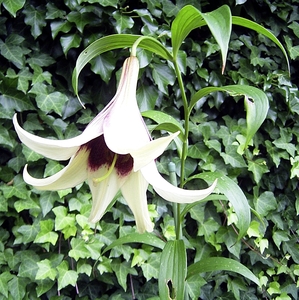 Lilium nepalense