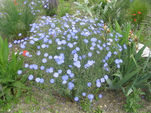 Perennial Flax