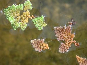 Water Fern