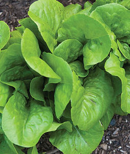 Lettuce Burpee Bibb Organic Seeds