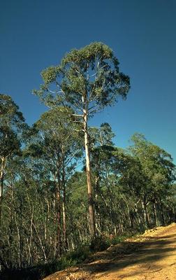 Eucalyptus delegatensis