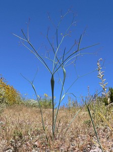 American Pipeweed