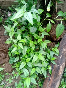 Polygonum microcephalum