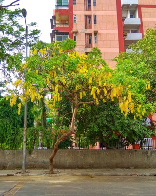 Cassia fistula