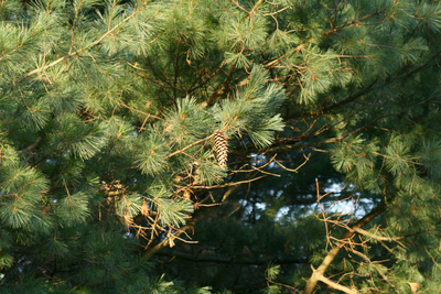 Pinus ayacahuite