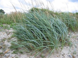 Lyme Grass