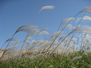 Amur Silver Grass