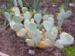 Twist-Spine Prickly Pear