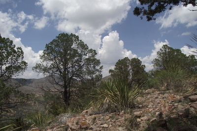 Pinus remota