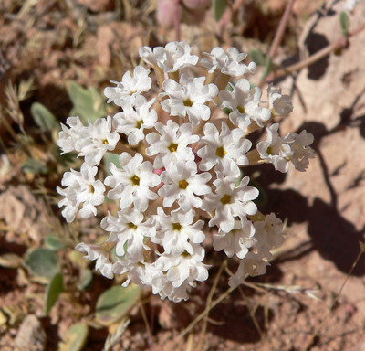 Abronia turbinata