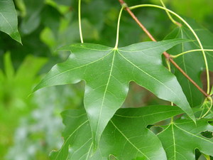 Shantung Maple