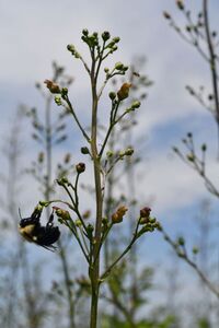 Lance-leaved figwort
