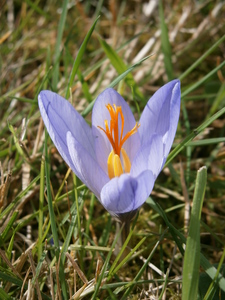 Crocus cancellatus