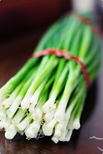 Allium fistulosum