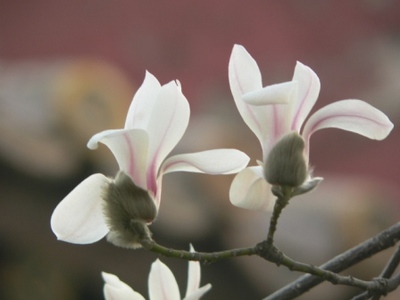 Magnolia denudata