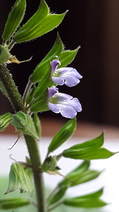 Lindenleaf sage