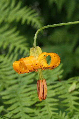 Lilium columbianum