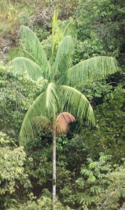 Jucara Palm