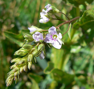 Water Speedwell