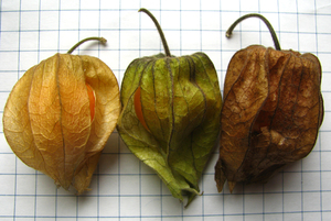 Clammy Ground Cherry