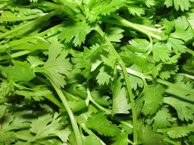 Coriander leaves