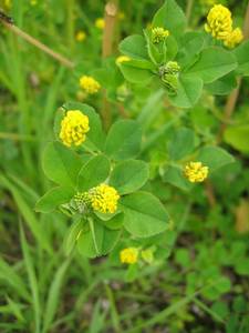 Black Medick