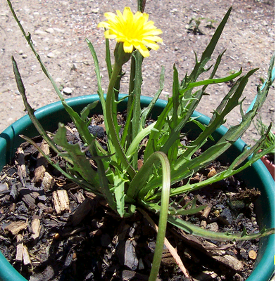 Microseris scapigera