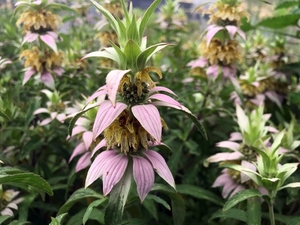 Spotted Bee Balm/Horsemint - Monarda punctata