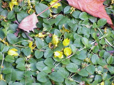 Lysimachia nummularia