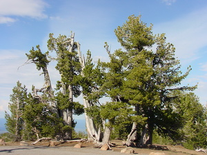 White-Bark Pine