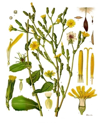 Lactuca virosa