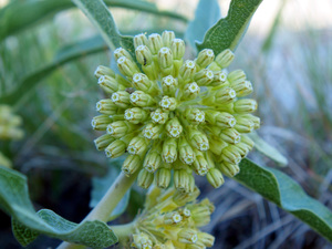 Wand Milkweed