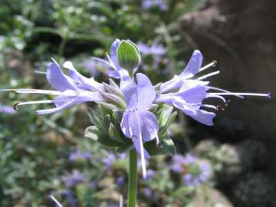 Salvia clevelandii