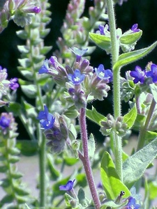 Alkanet