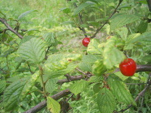 Nanking cherry