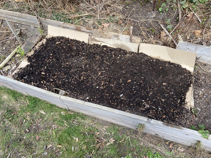 38 of the three varieties I have put in the bed in the back of my house. covered with half rotten grass and branches