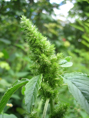 Amaranthus retroflexus