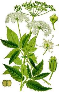 Ground Elder