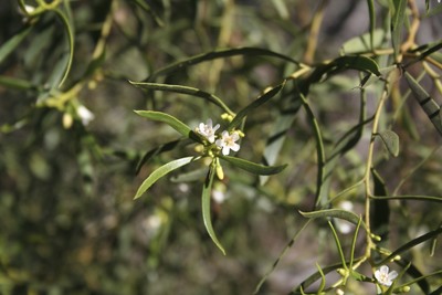 Myoporum platycarpum