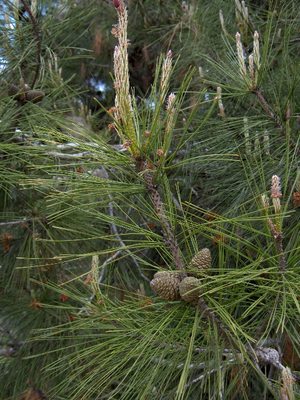 Pinus brutia