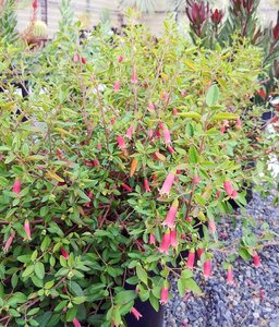 Native Fuchsia dusky bells