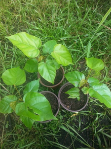 Anatto tree - 1 live plant - natural red food color