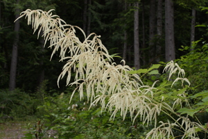 Goat's Beard