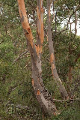 Eucalyptus punctata