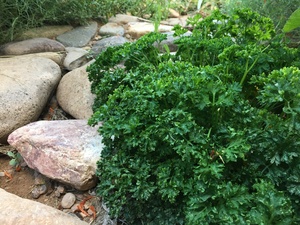 Parsley, Curled - "Favorit"