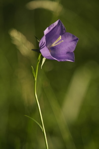 Harebell