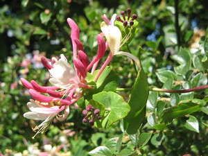 Italian Honeysuckle