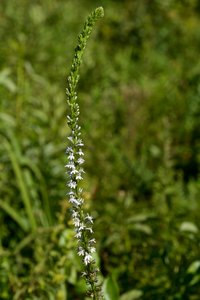 Pale Spike