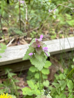 Young plant