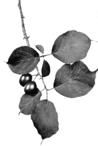 Canadian Plum